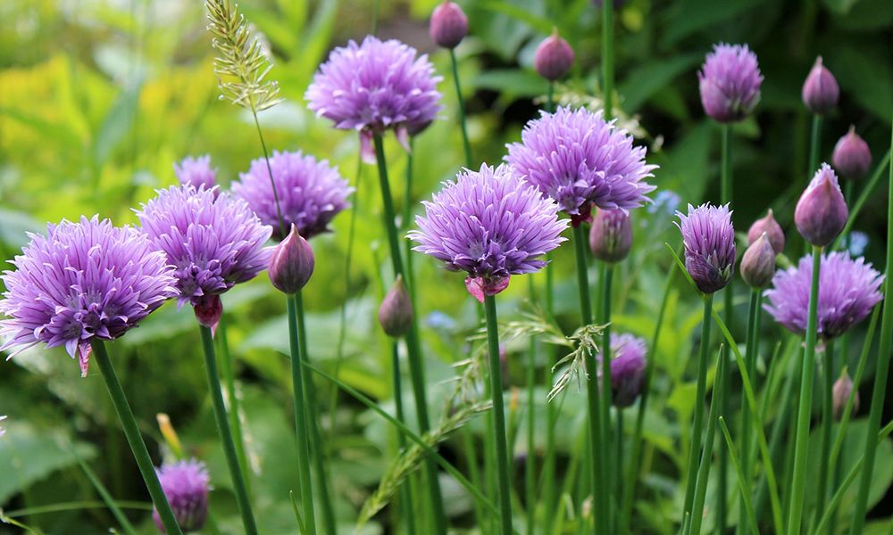 Hero Herbs Seeds Set