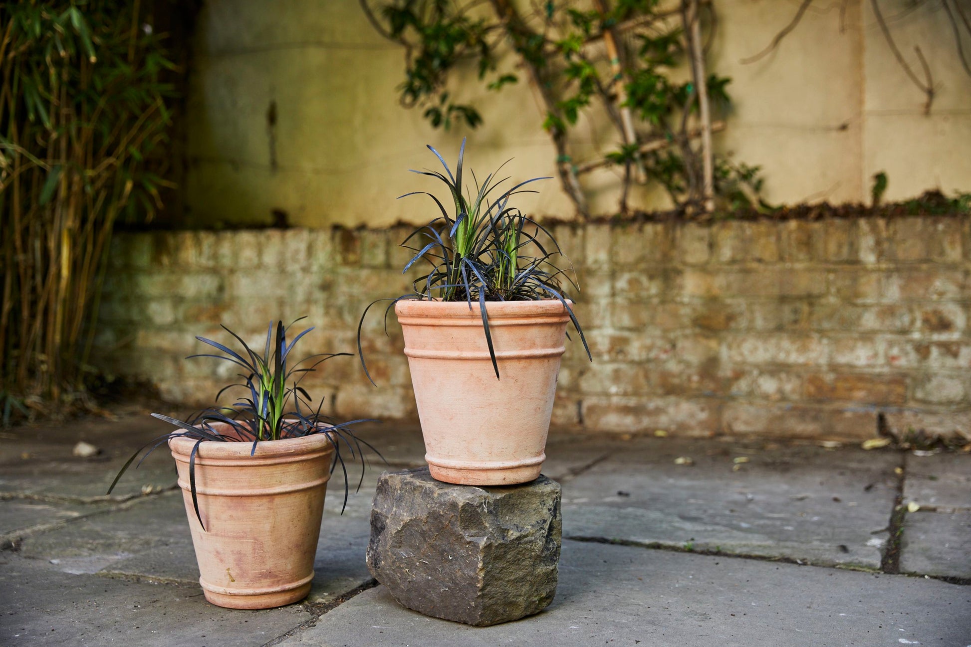 Ophiopogon Nigresens