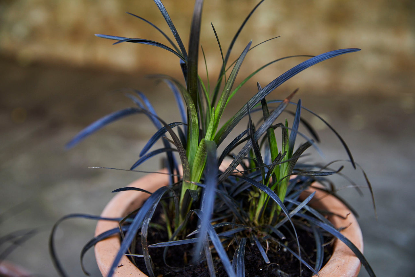 Ophiopogon Nigresens