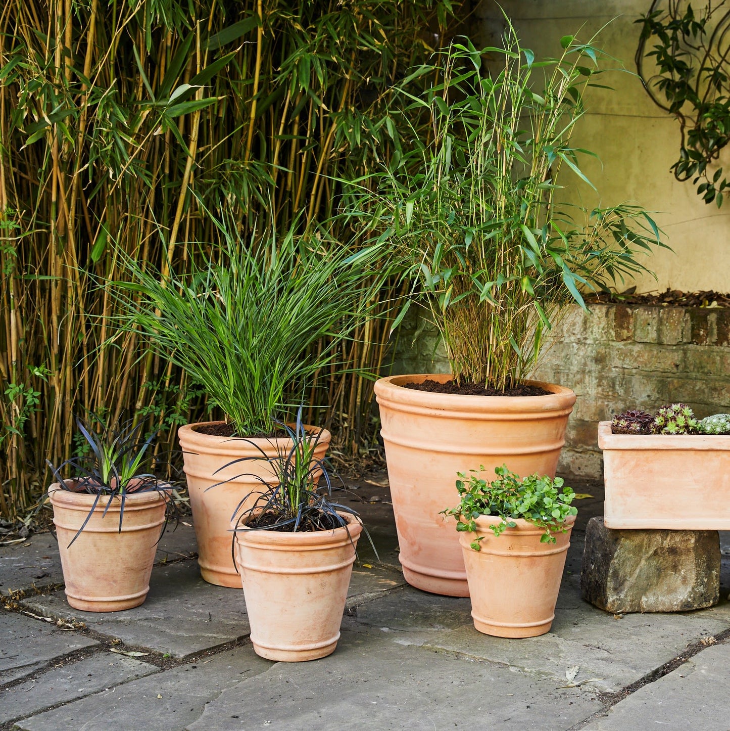 Ophiopogon Nigresens
