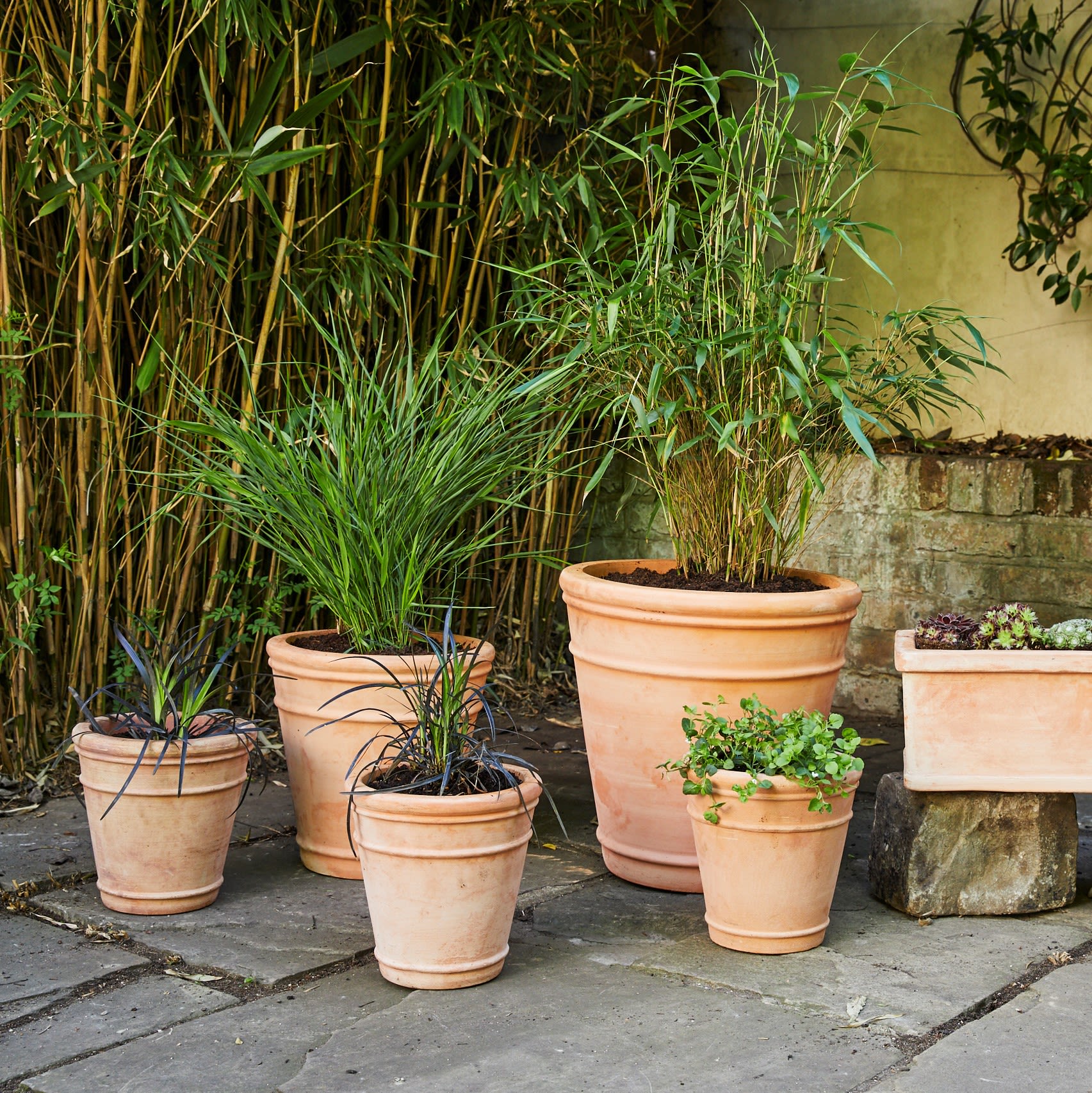 Ophiopogon Nigresens