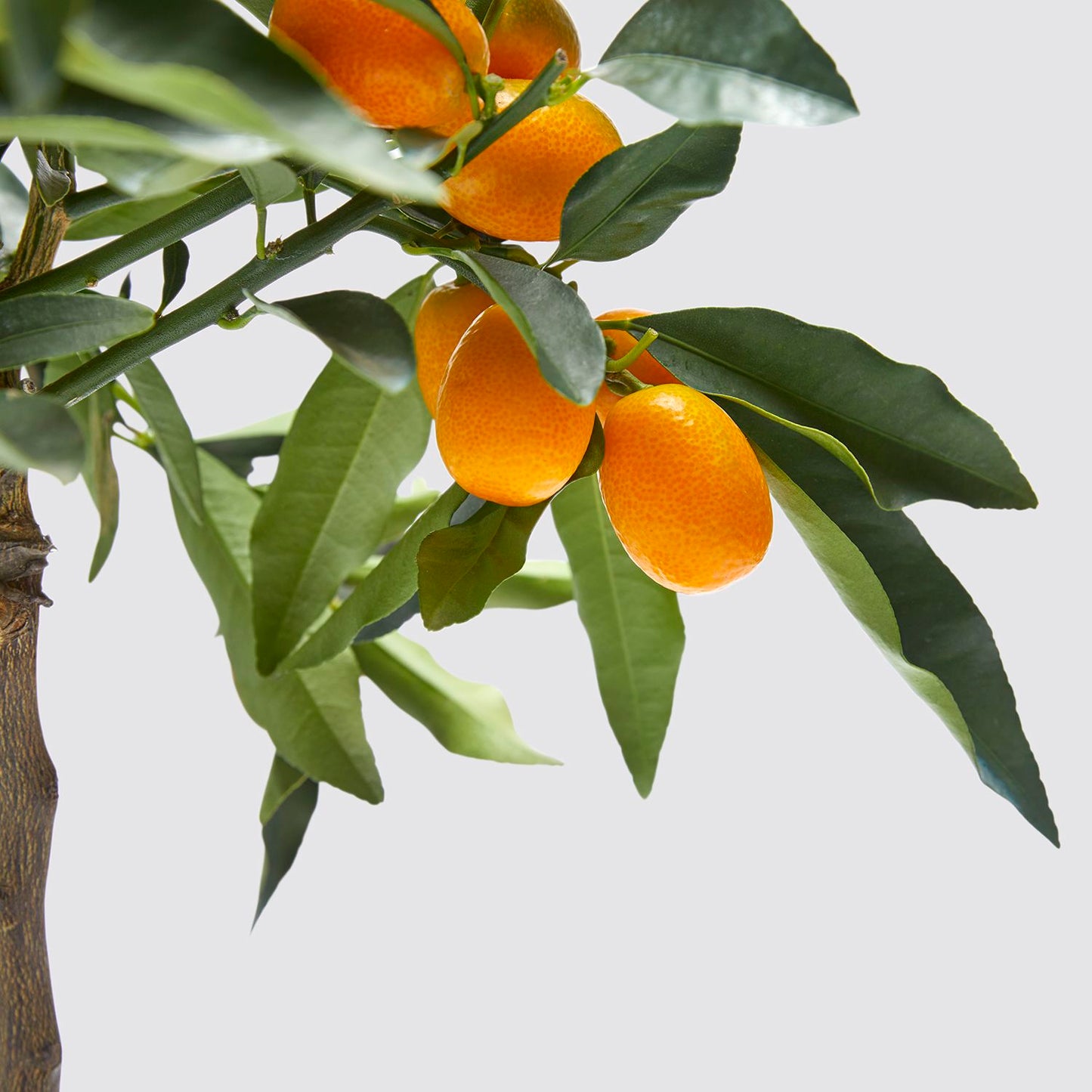 Kumquat tree
