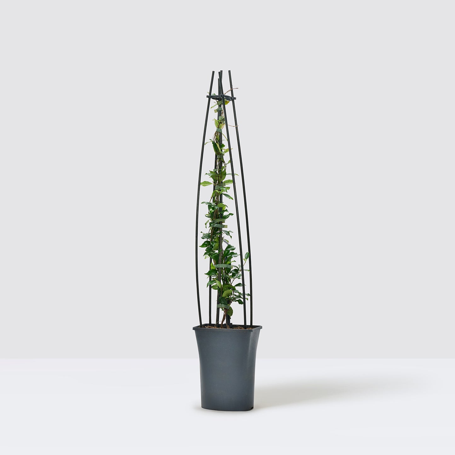 Star Jasmine - pink