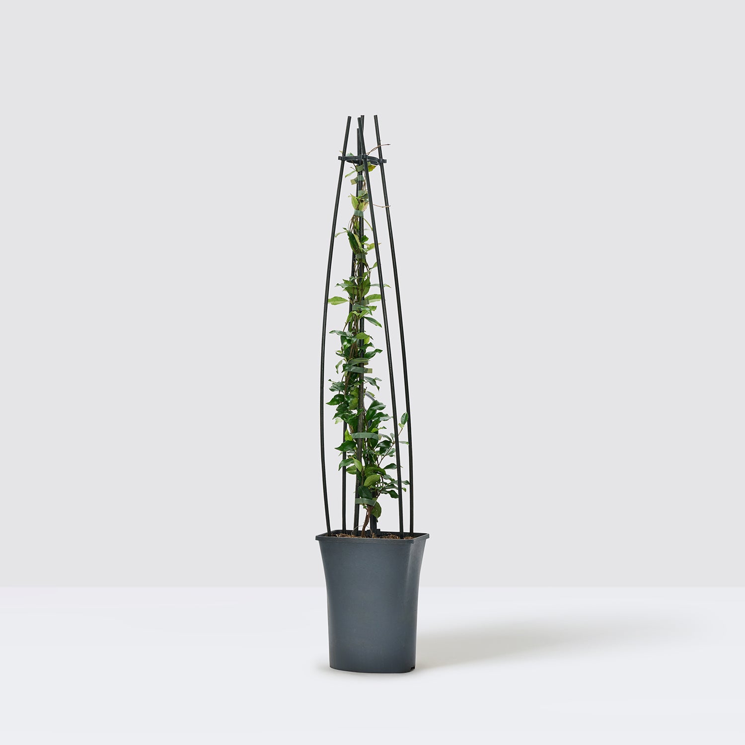 Star Jasmine - pink