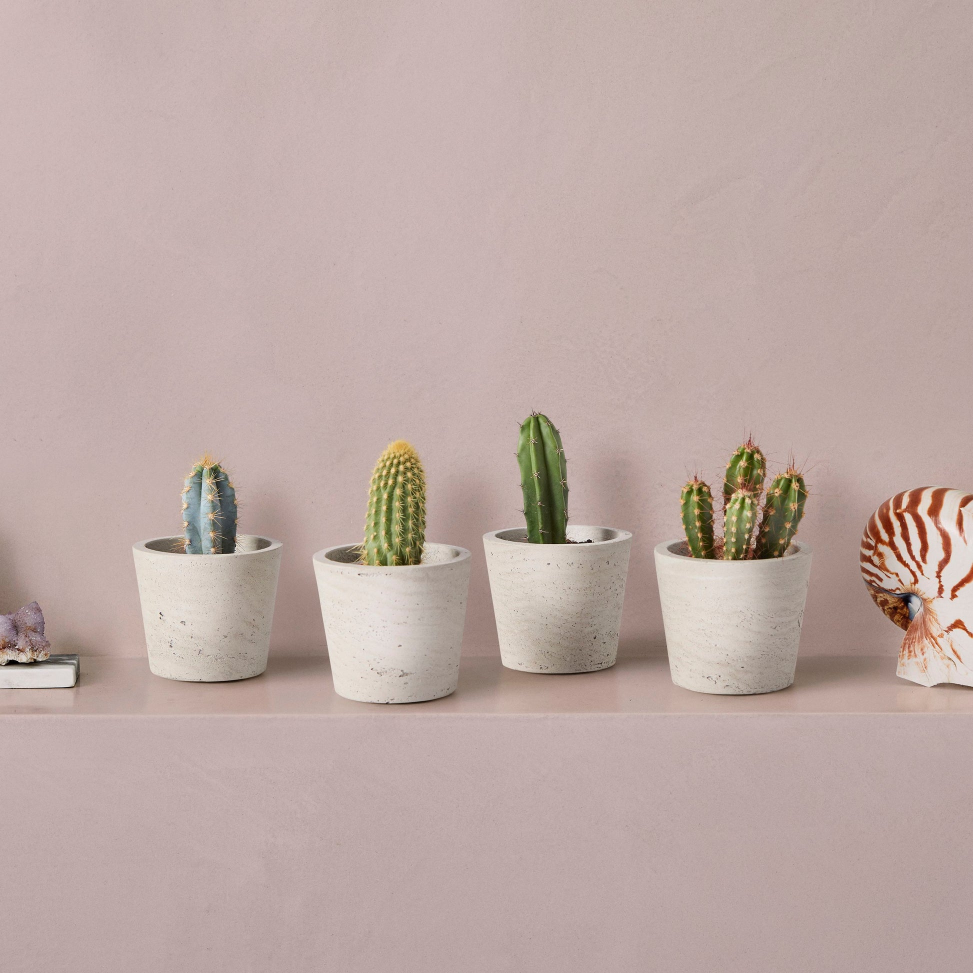 Mini cactus set - tall