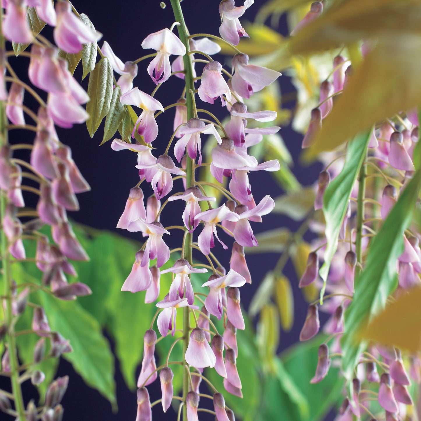 Wisteria Floribunda Rosea - pink