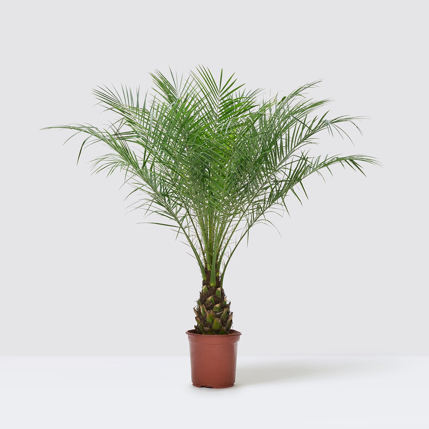 Pygmy Date Palm | Patch Plants