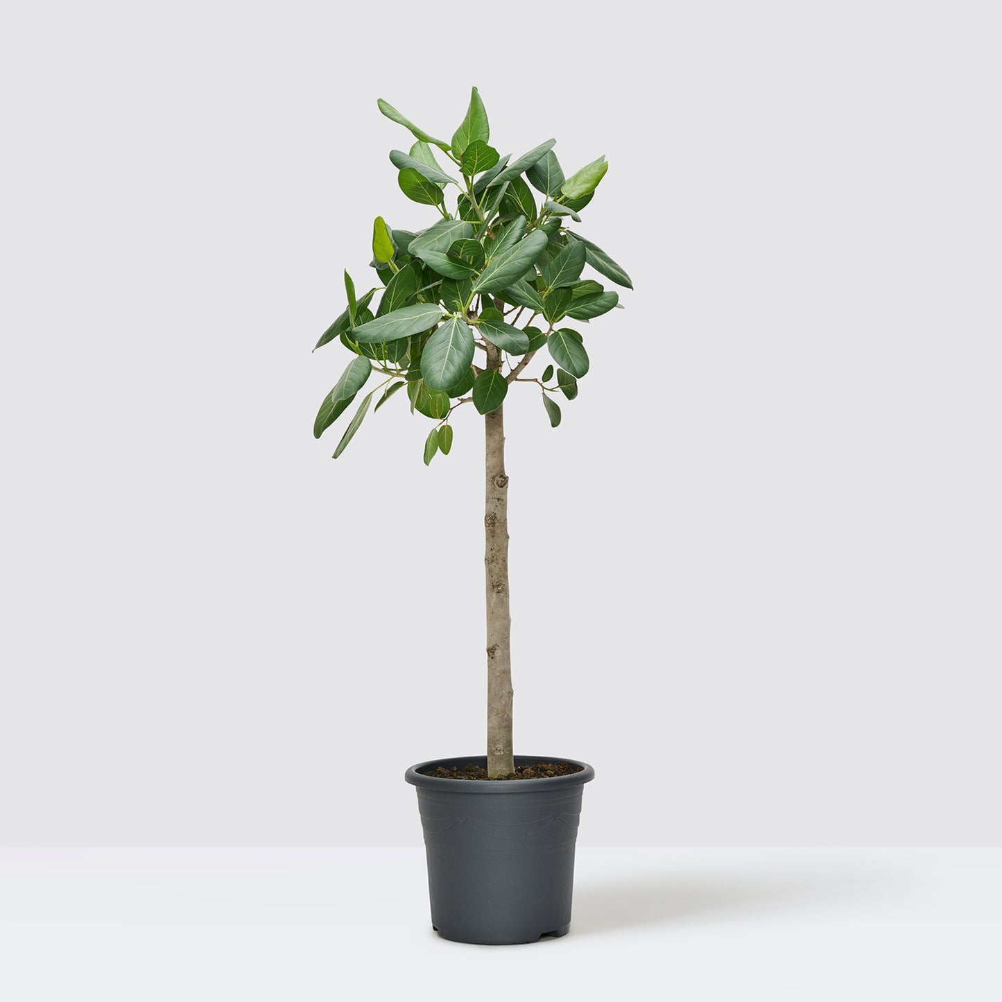 Ficus benghalensis 'Audrey' | Patch Plants