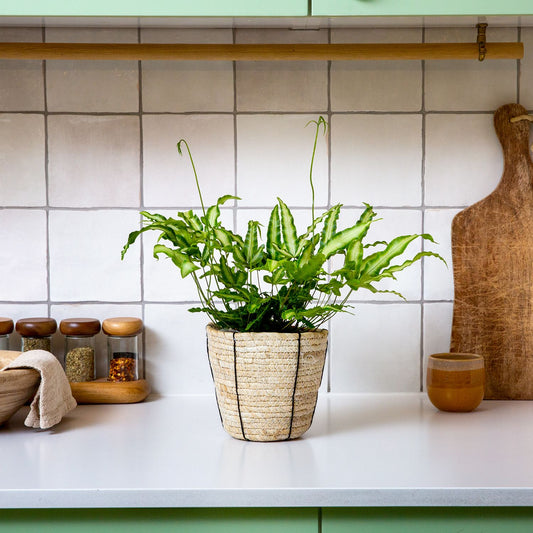 Pteris cretica 'Albolineata'