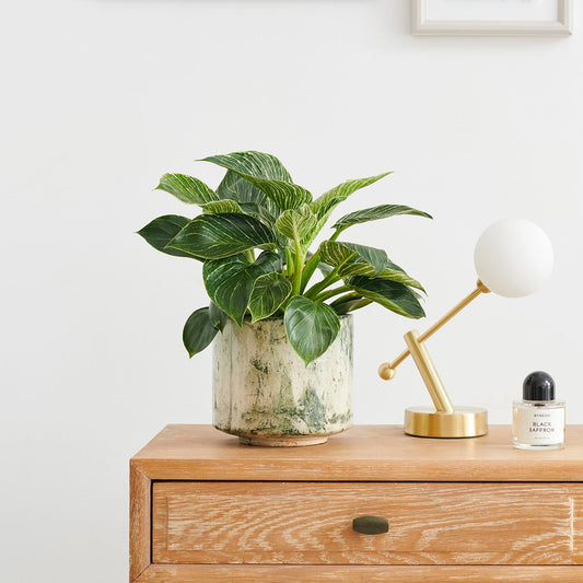 Philodendron White Wave