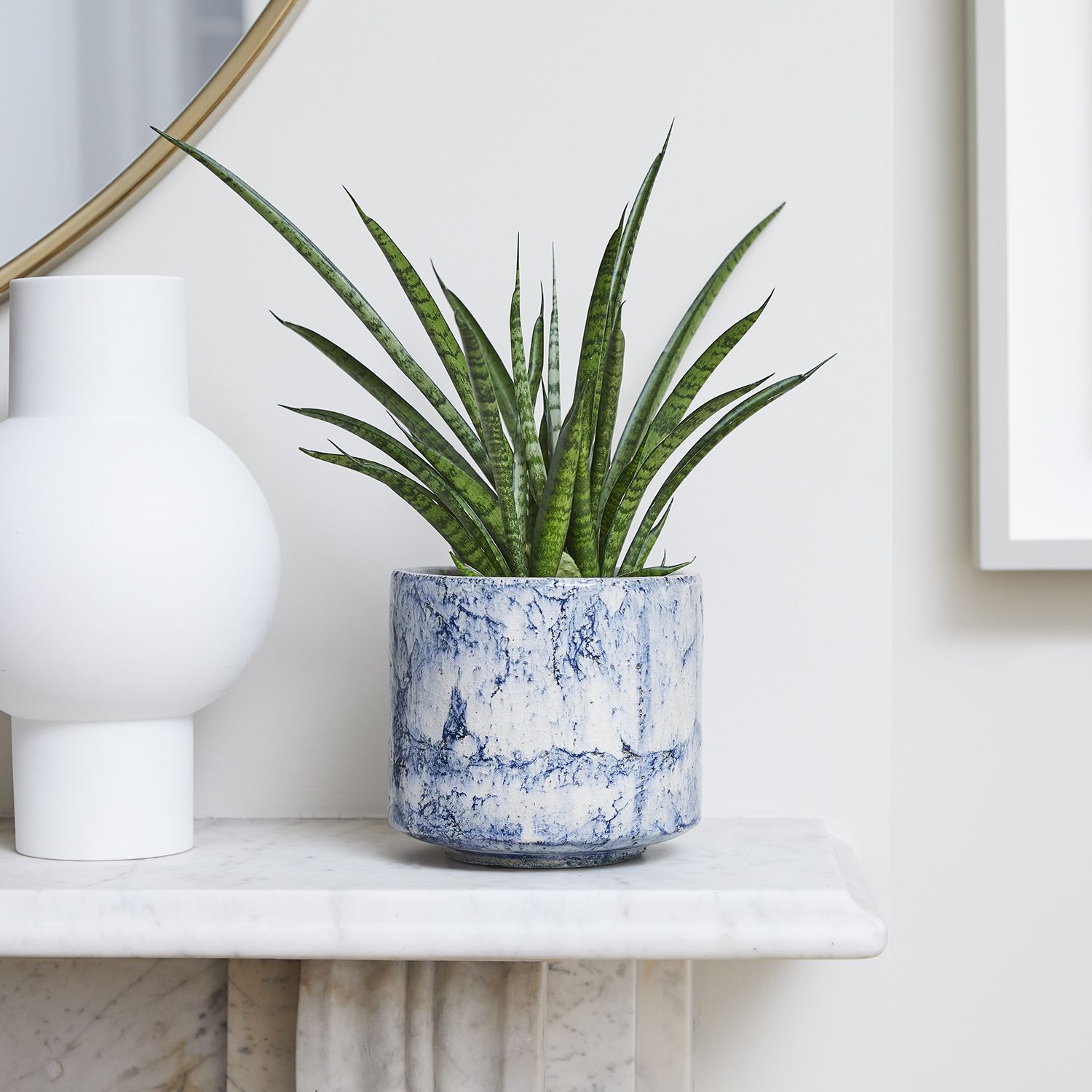 Sansevieria Kirkii