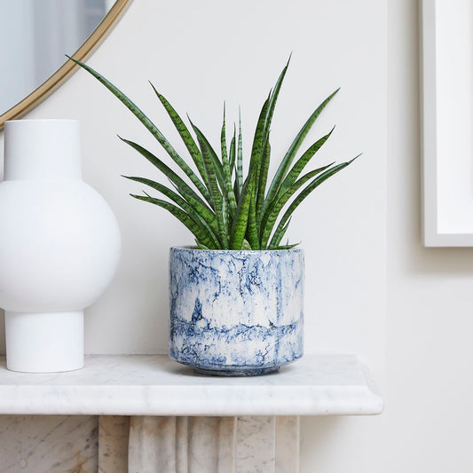 Sansevieria Kirkii