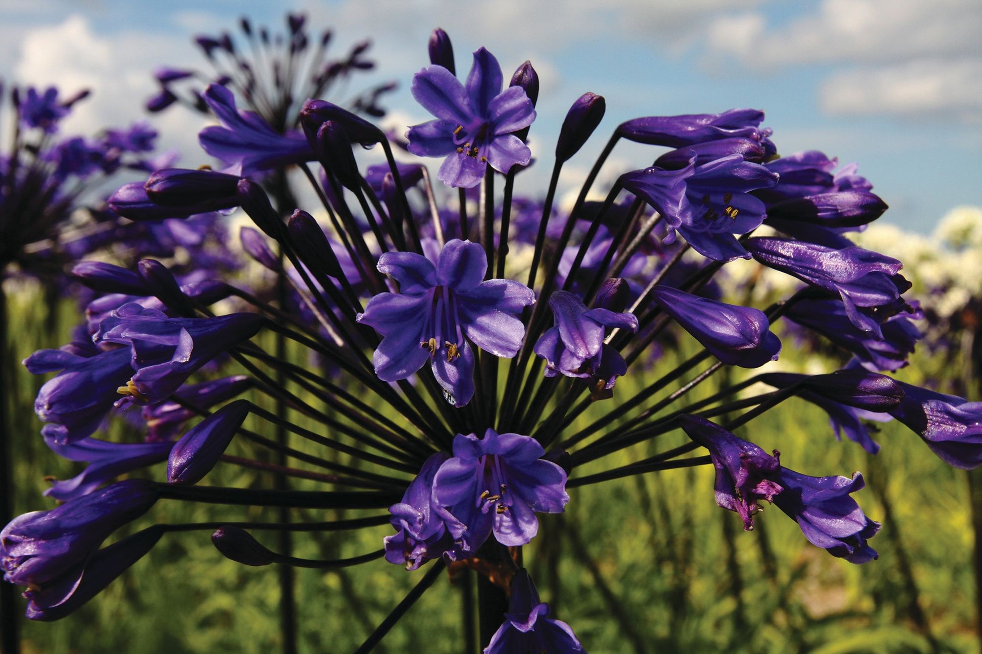 Summer flowering