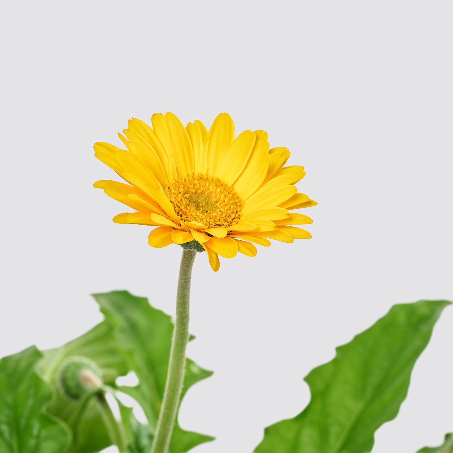 Gerbera - Yellow