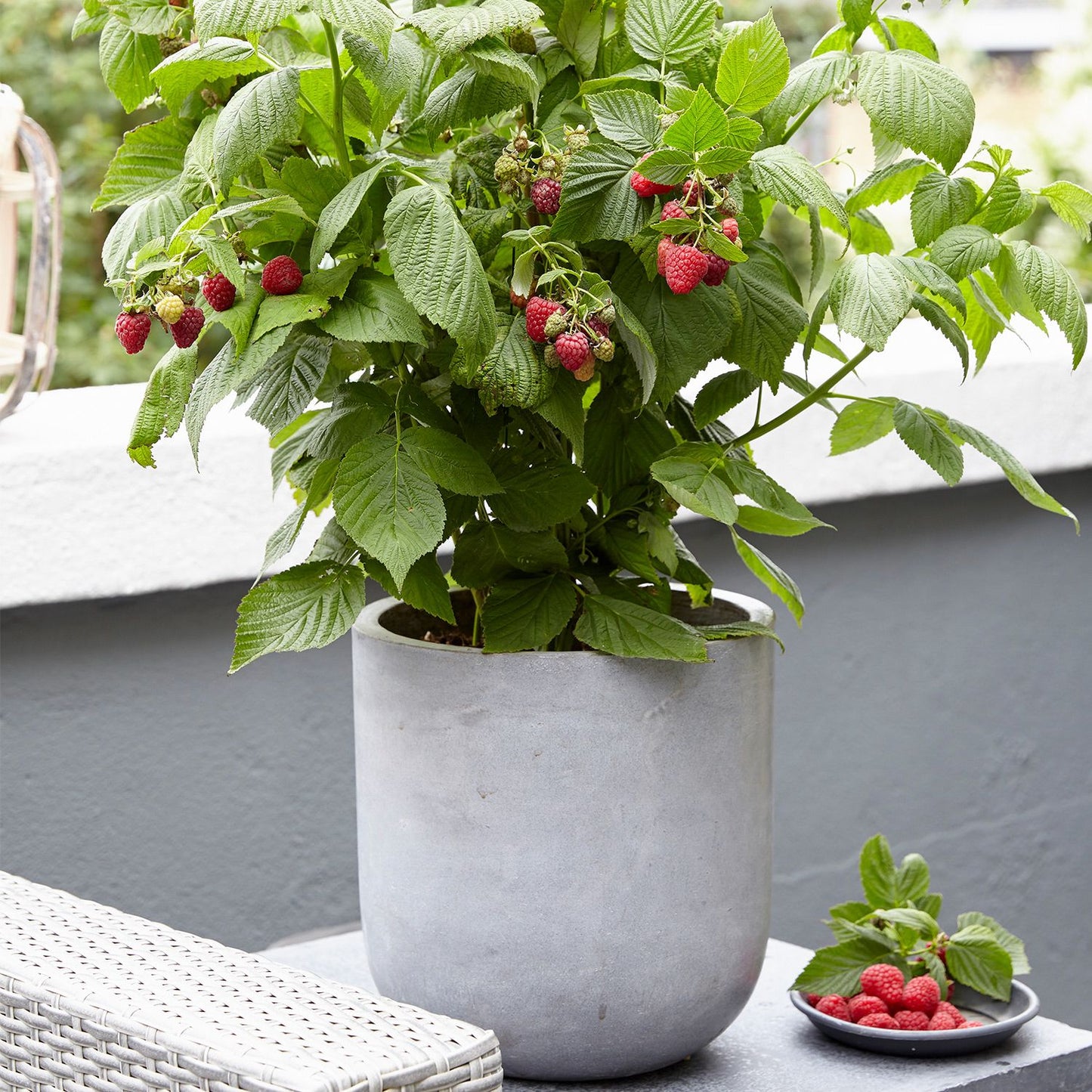 Raspberry - Red