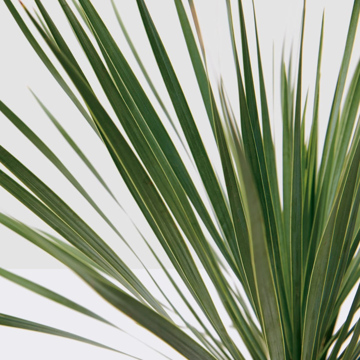 Yucca rostrata