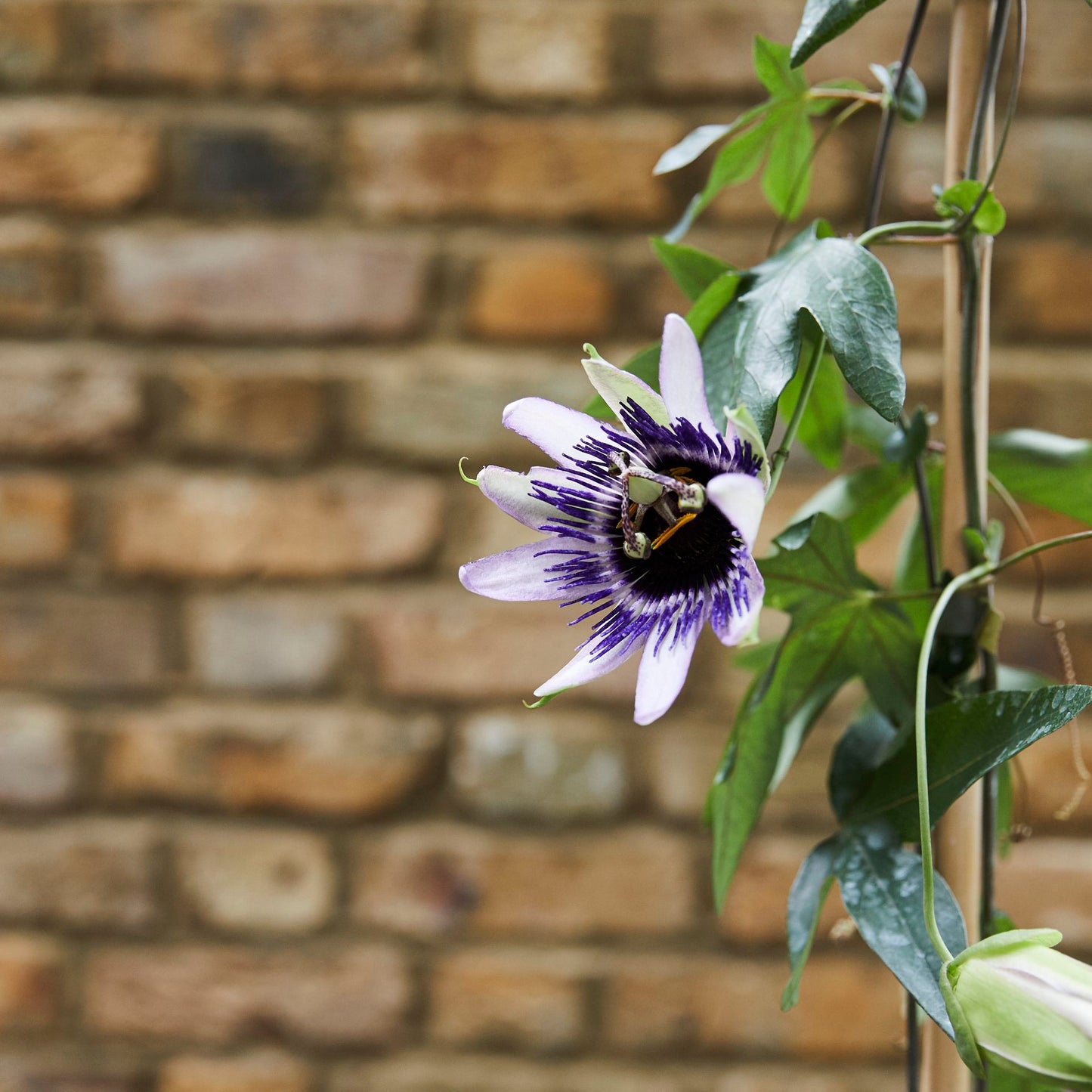 Passion flower