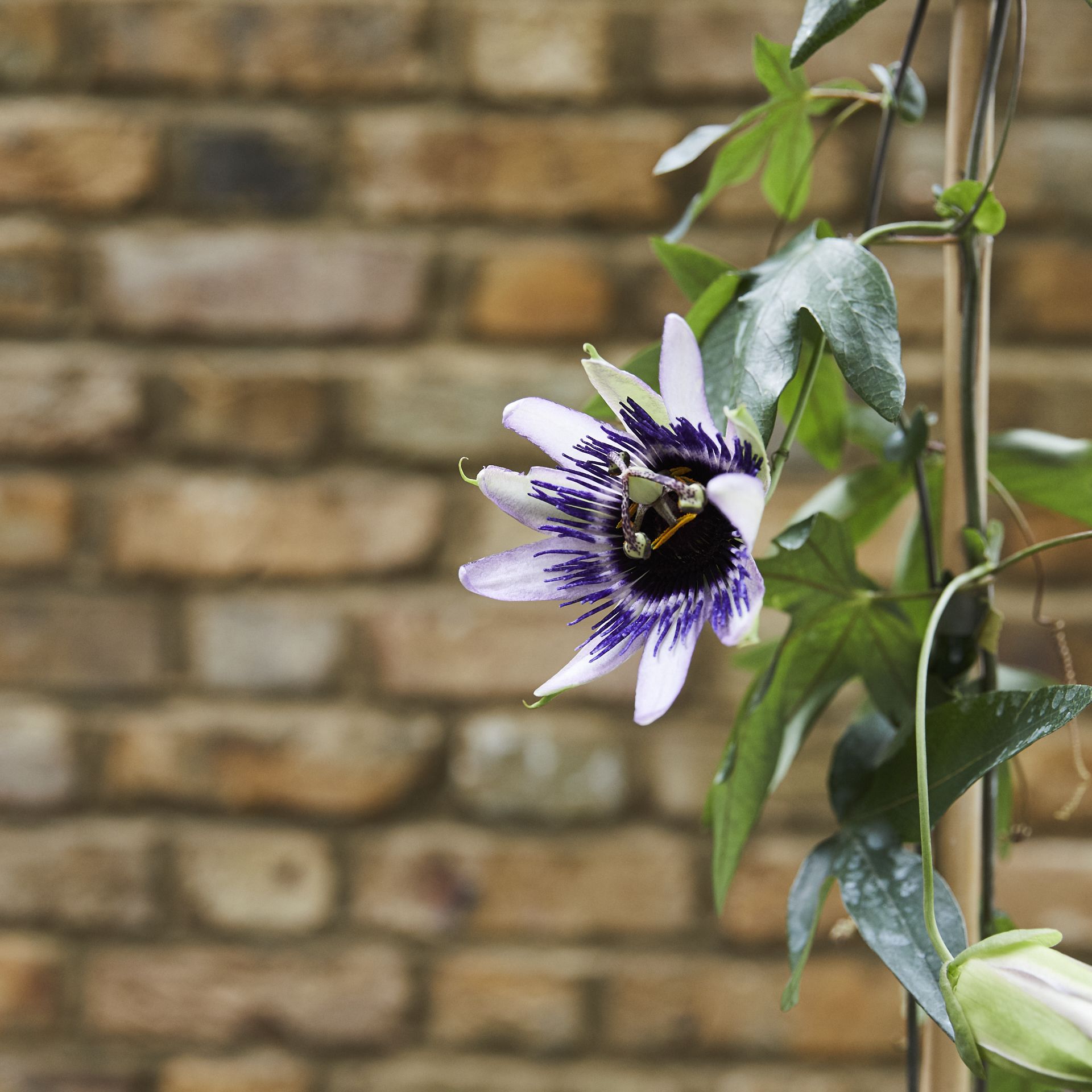 Passion flower
