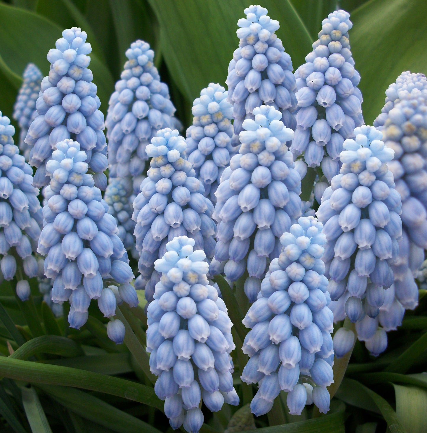 Bee & Butterfly spring bulbs