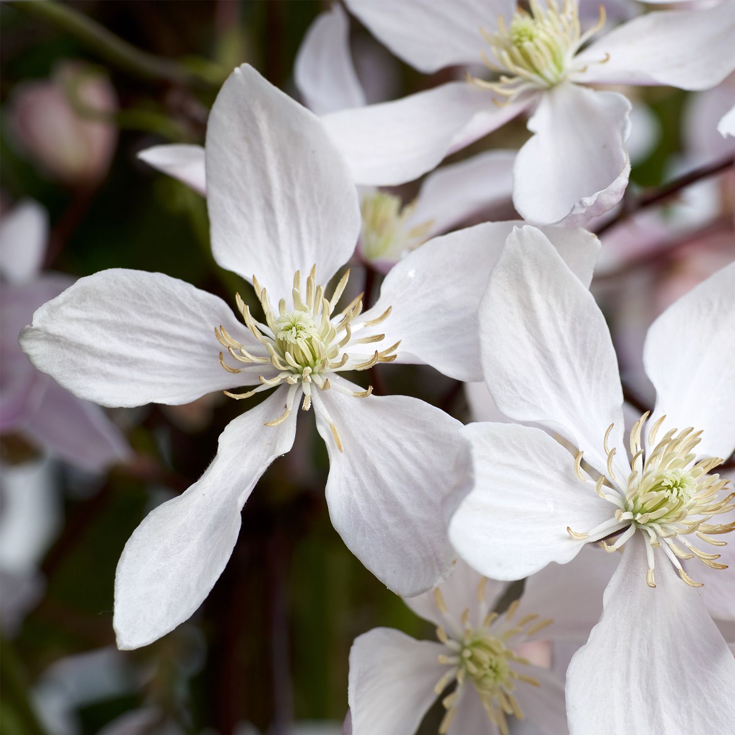 Clematis armandii