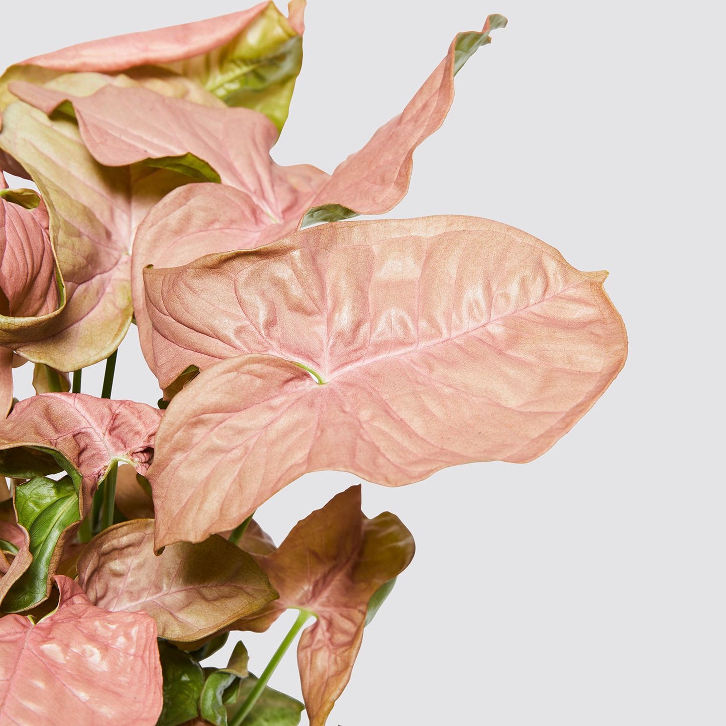 Syngonium Neon Robusta