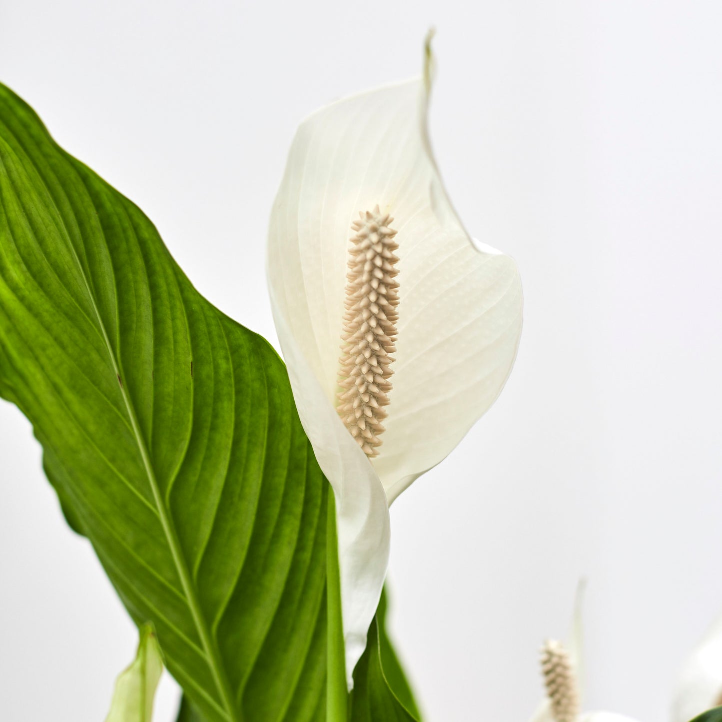 Peace Lily