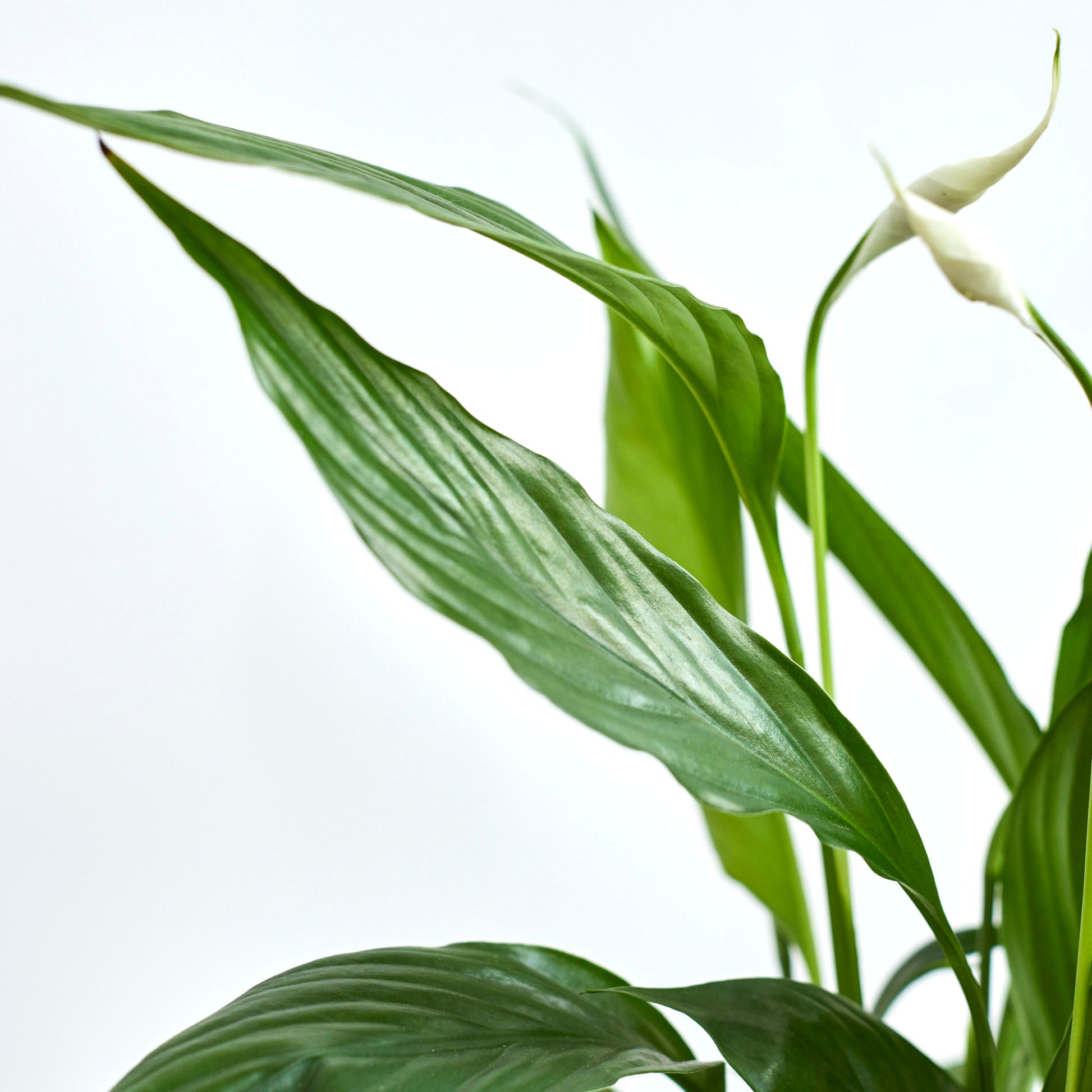 Peace Lily