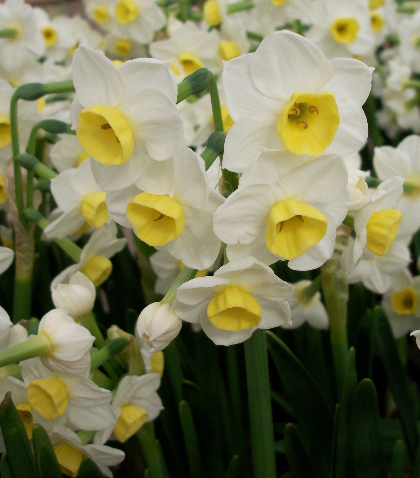 Indoor scented spring bulbs
