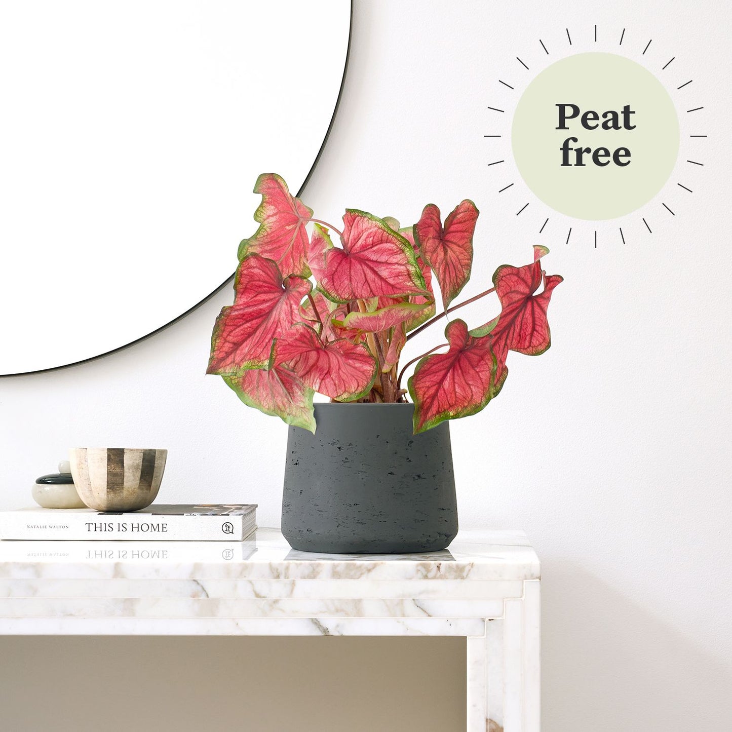 Caladium - Sweetheart