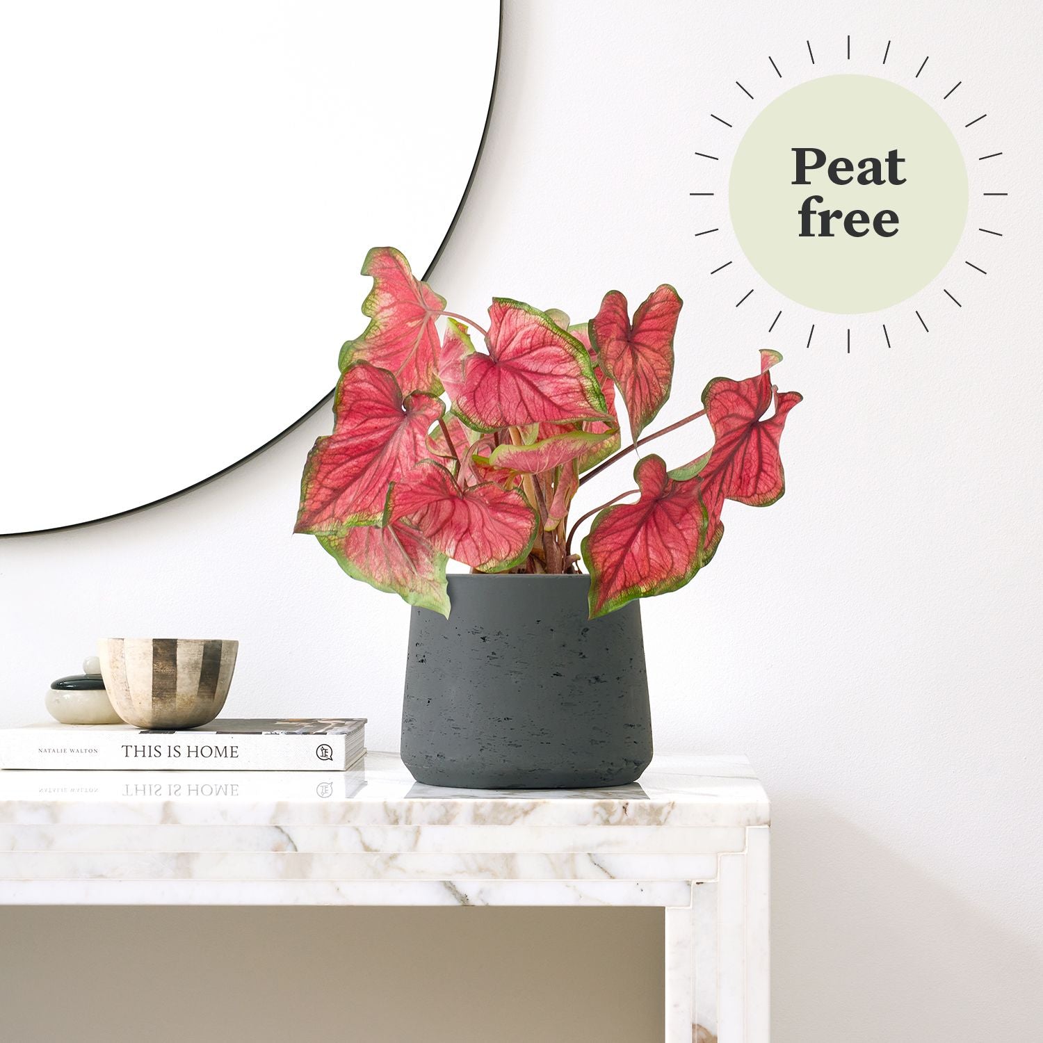 Caladium - Sweetheart