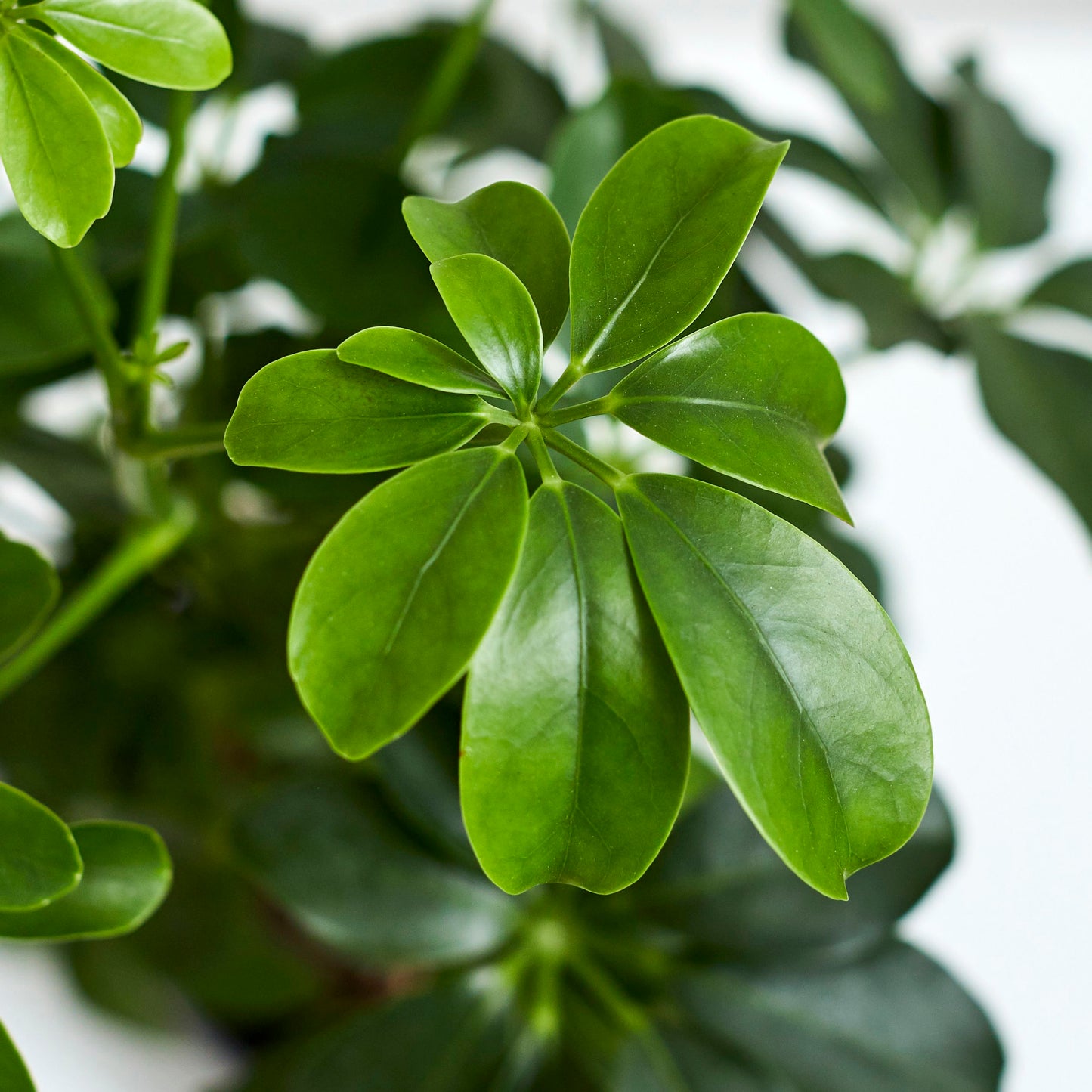 Schefflera