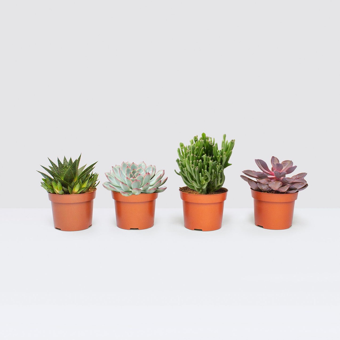 pots not includes | Patch