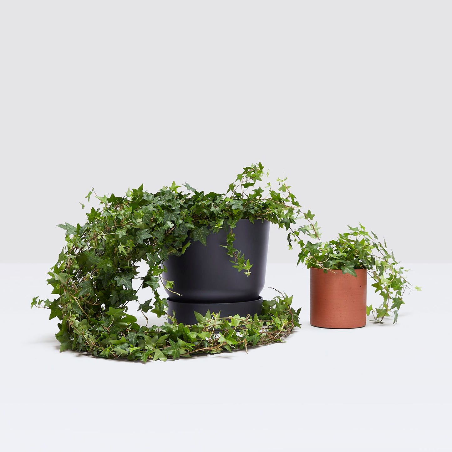 English Ivy