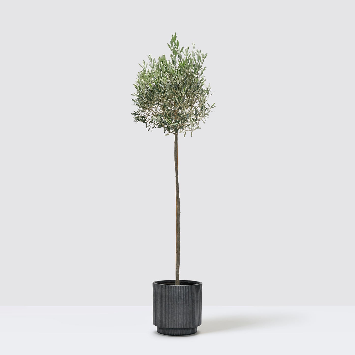 Olive Tree | Patch Plants