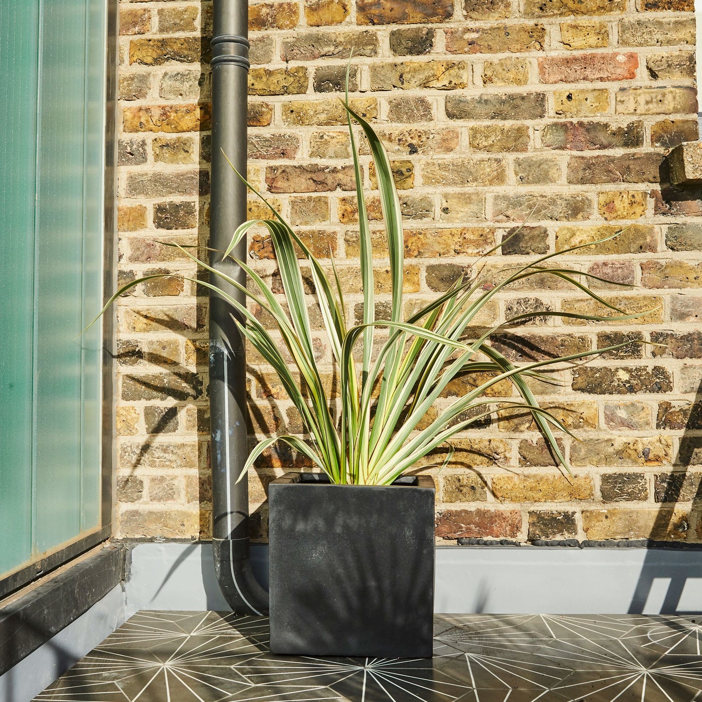 Phormium Tenax