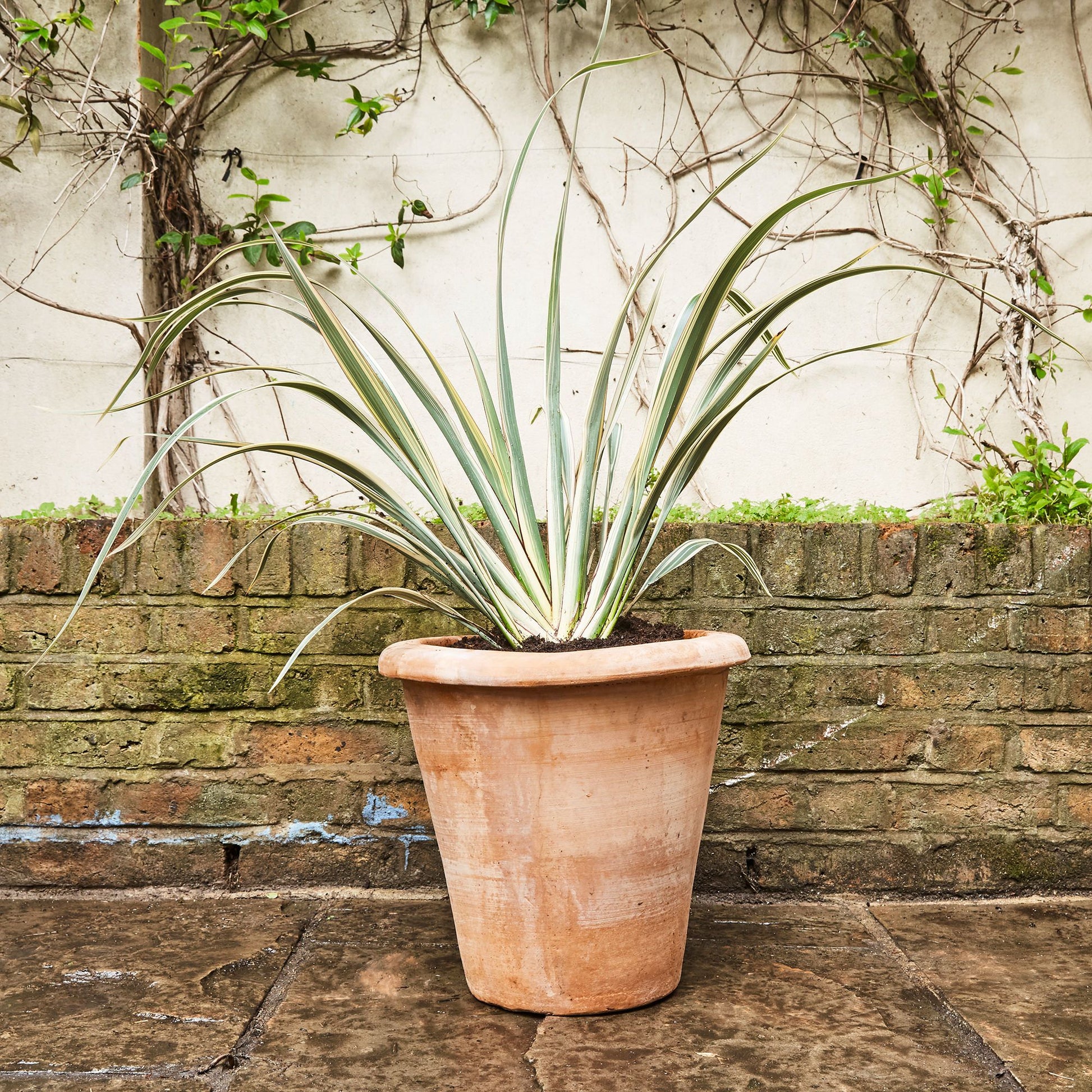 Phormium Tenax