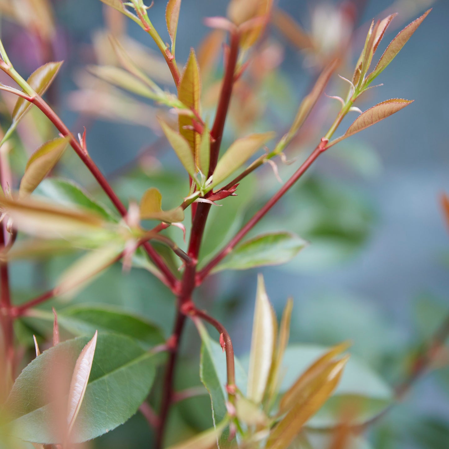 Photinia Fraseri