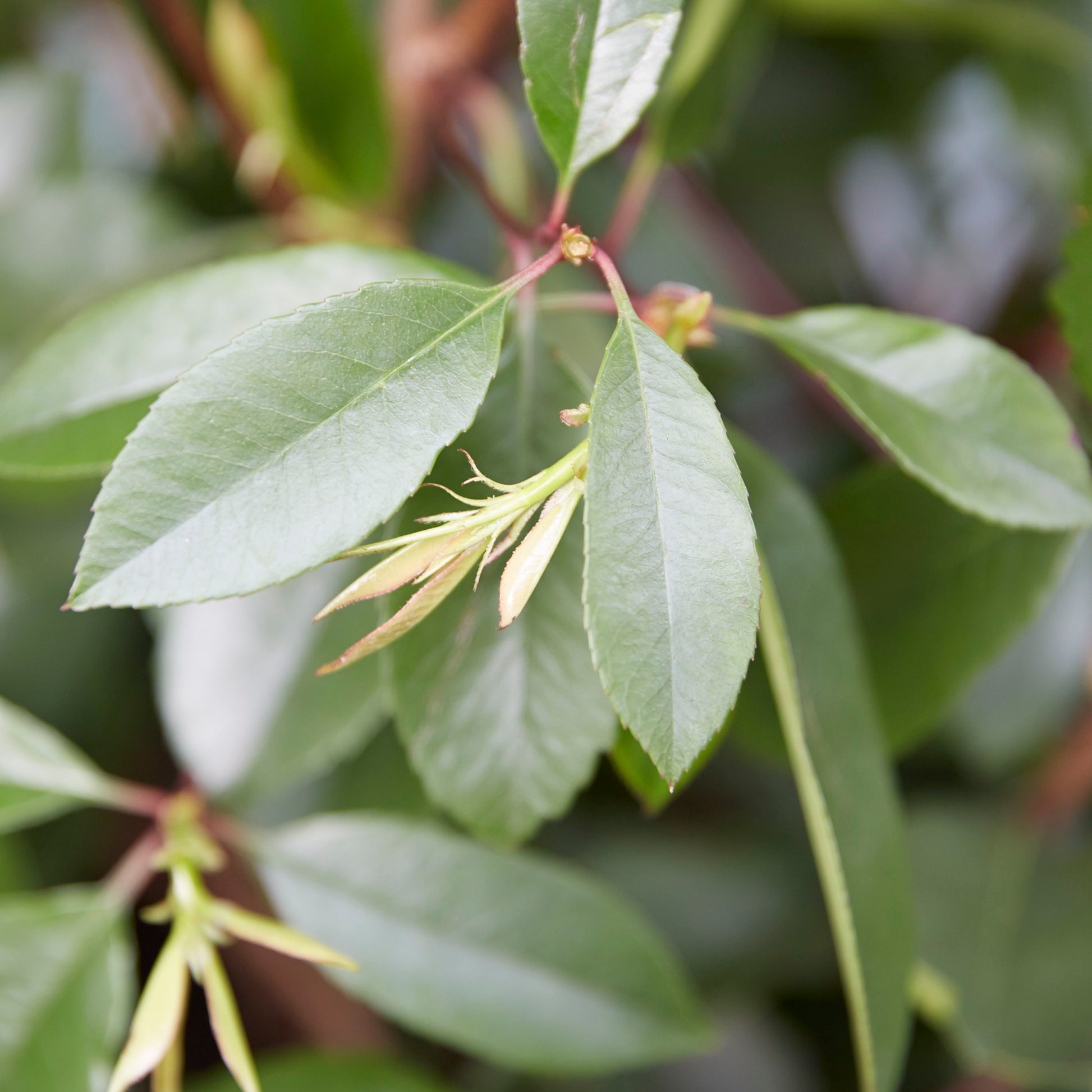 Photinia Fraseri