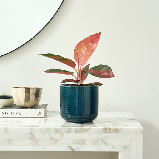 [Selfridges] Clancy-20-30,-Ceramic blue 13