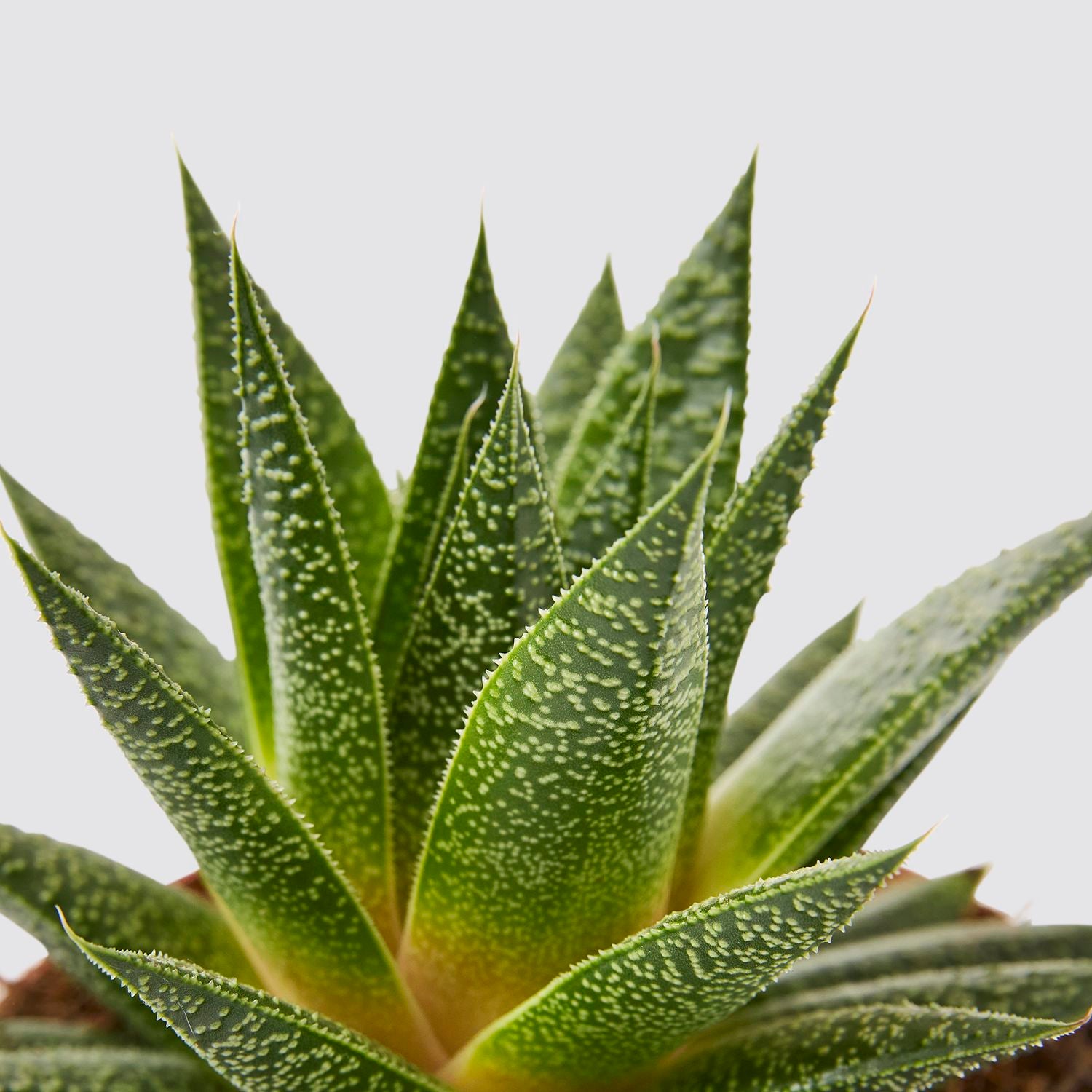 Gasteria duval