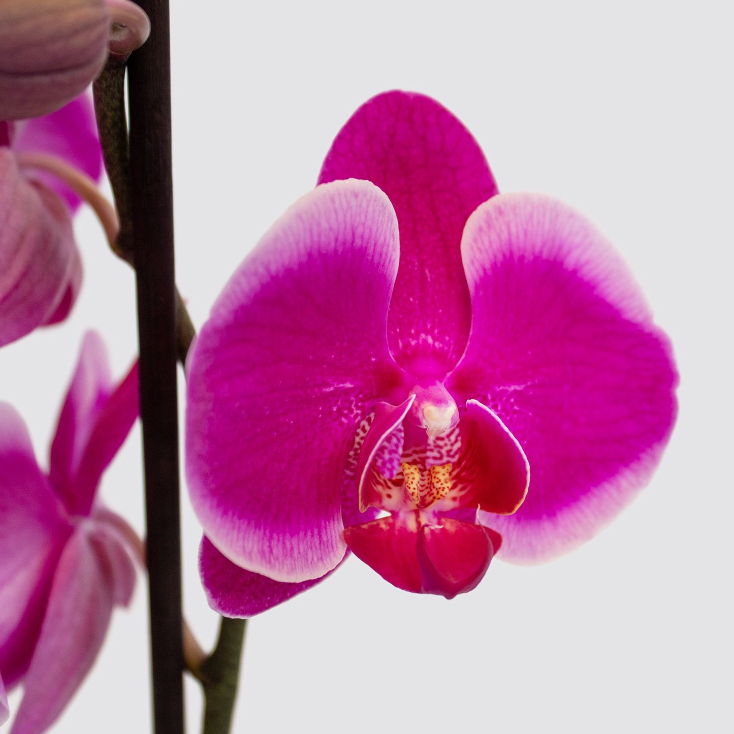 Orchid - Purple