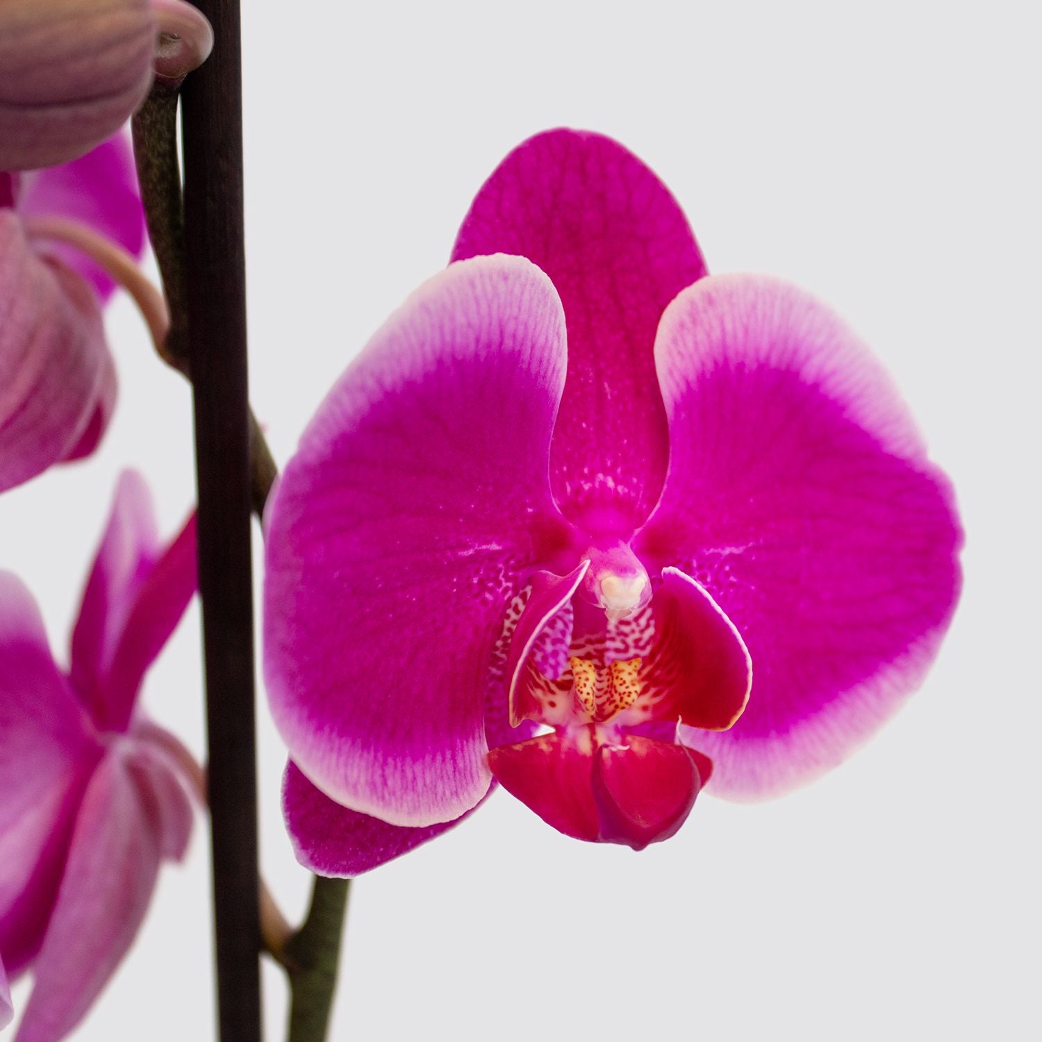 Orchid - Purple