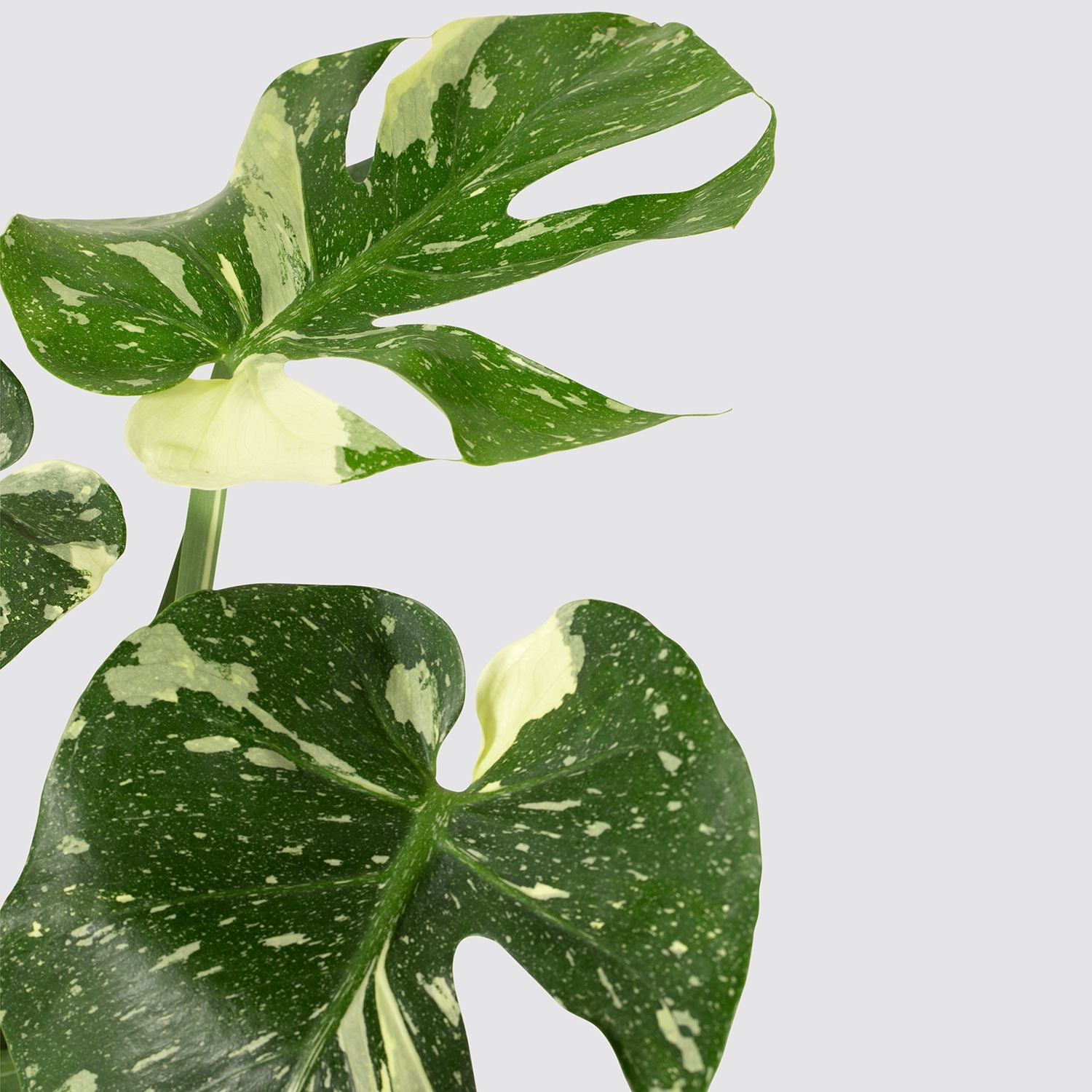 Variegated Monstera
