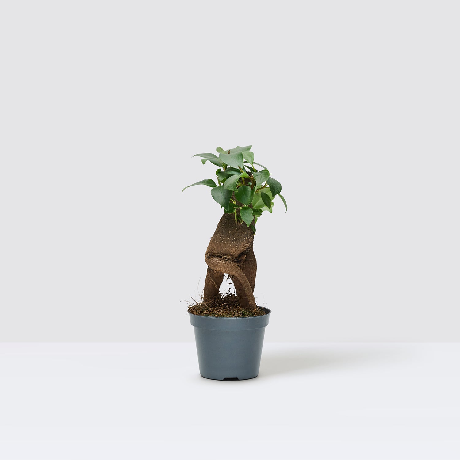 Ficus Ginseng | Patch Plants