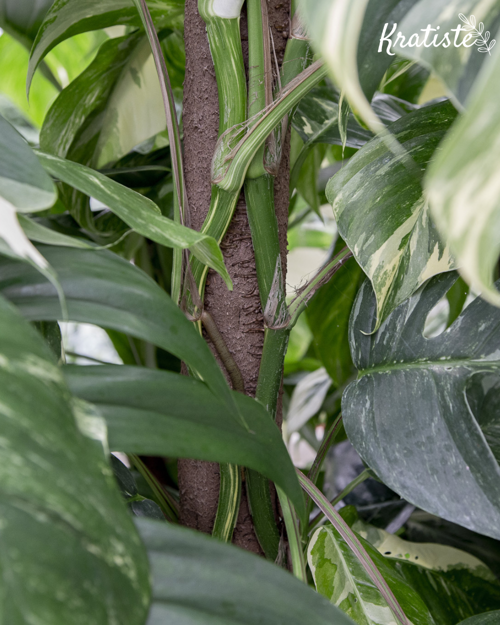 Kratiste grow pole