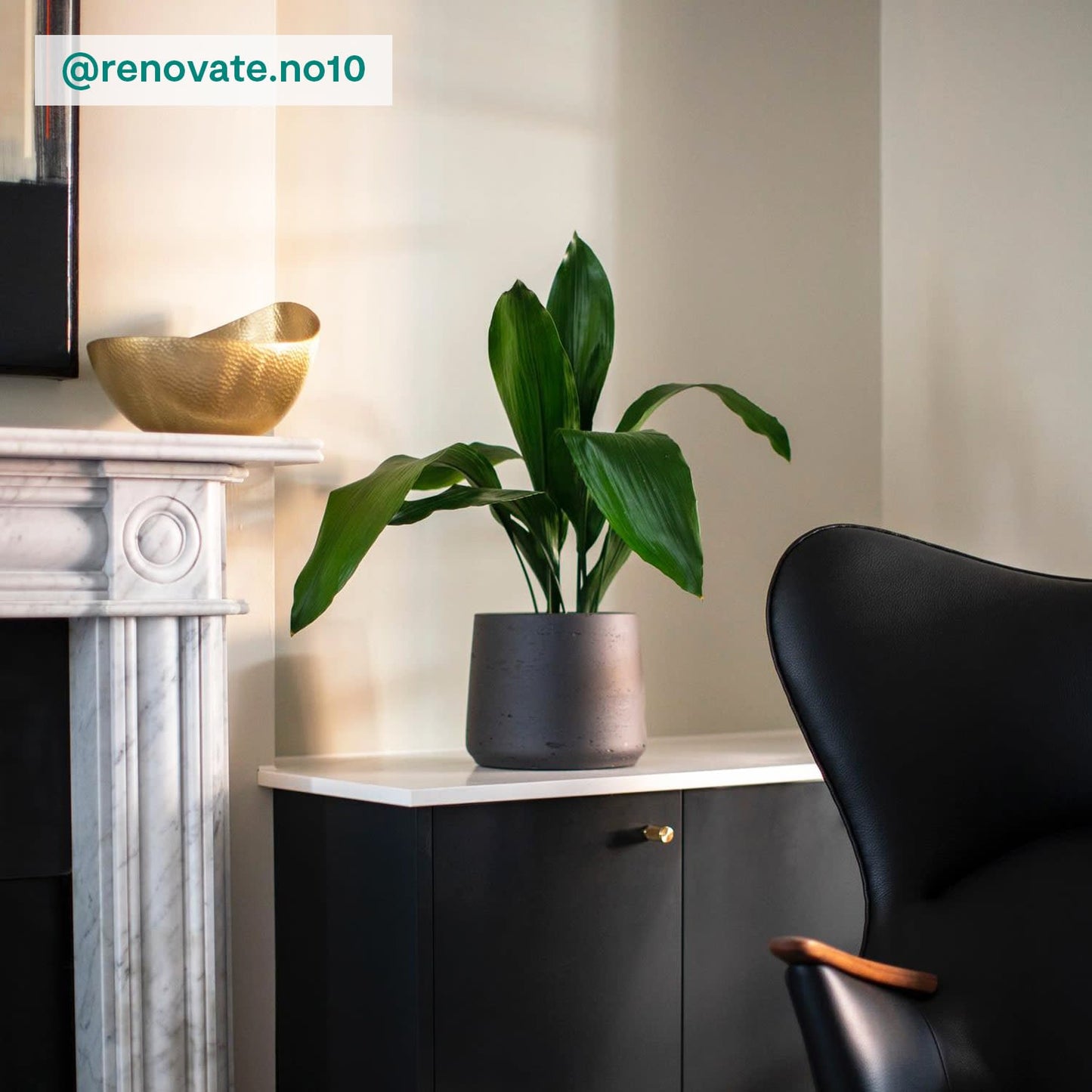 Aspidistra