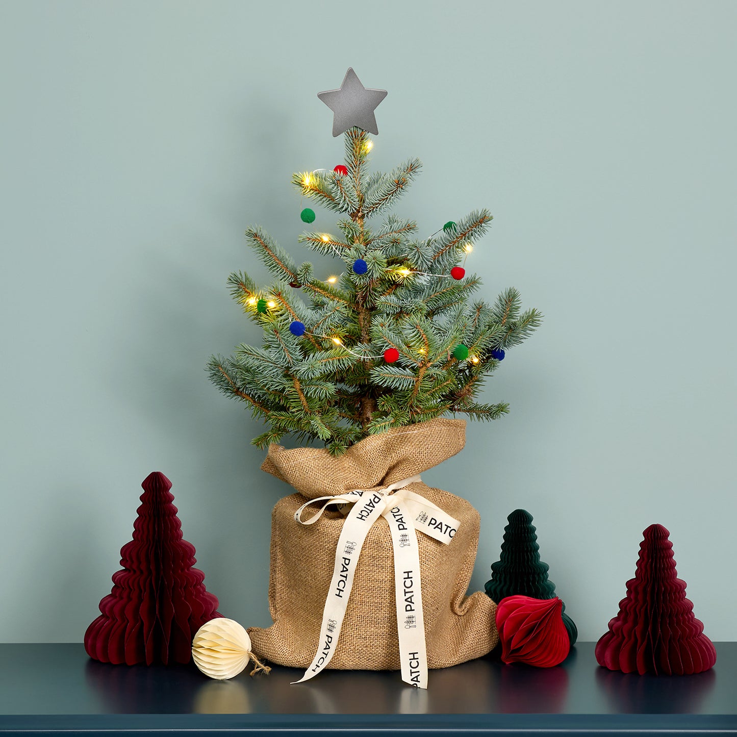 2Pot Grown Blue Spruce
