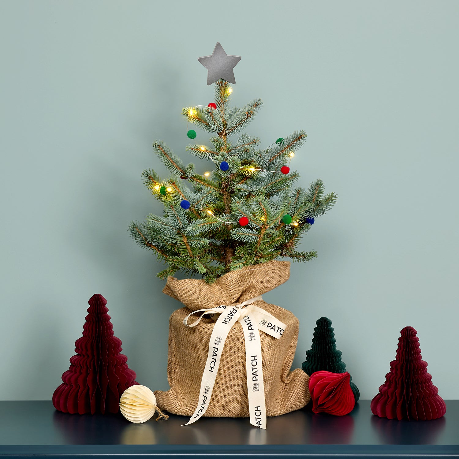 2Pot Grown Blue Spruce