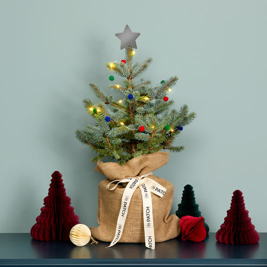 2Pot Grown Blue Spruce