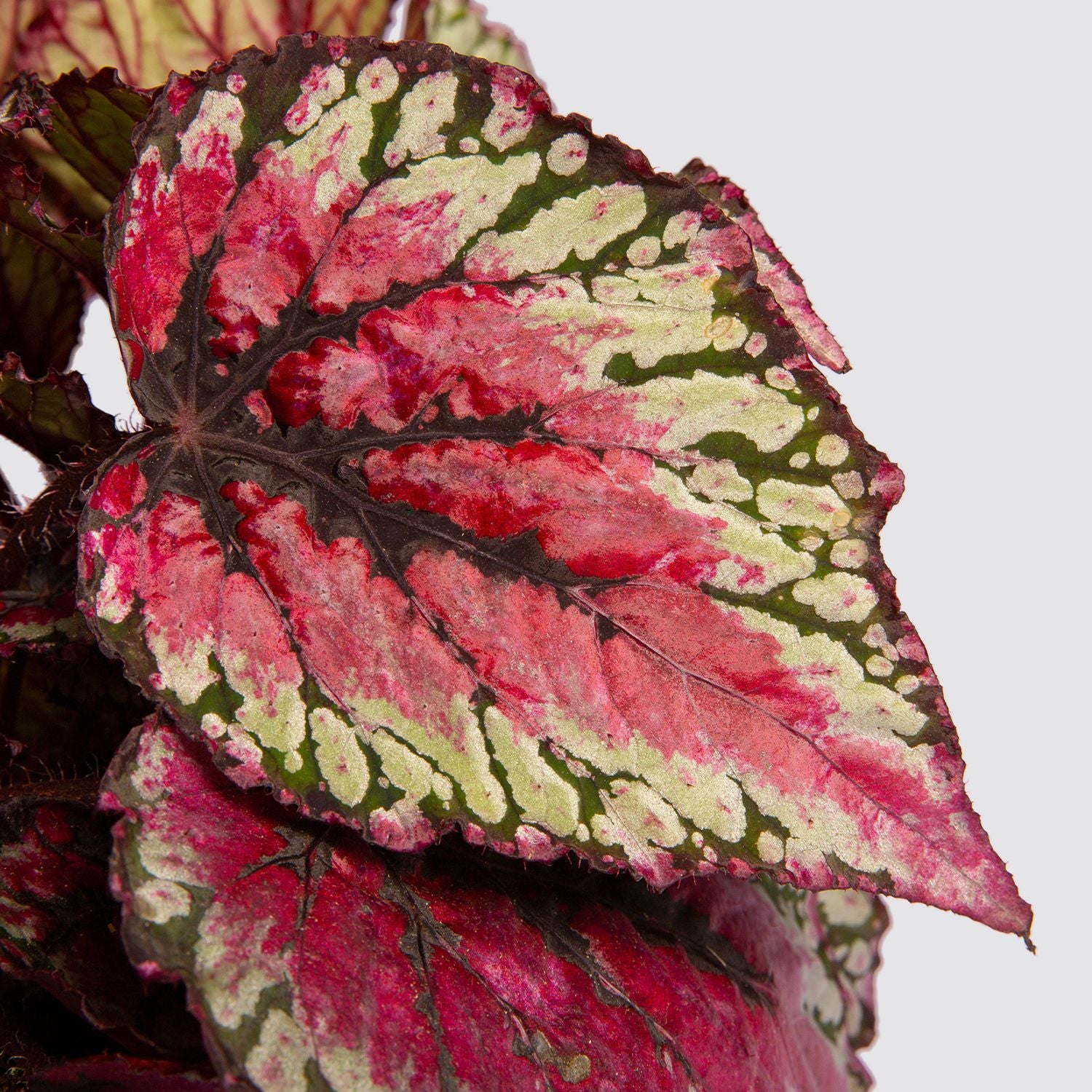 Begonia rex 'Salsa'